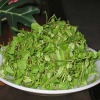 Rau đắng nhà trồng tự nhiên